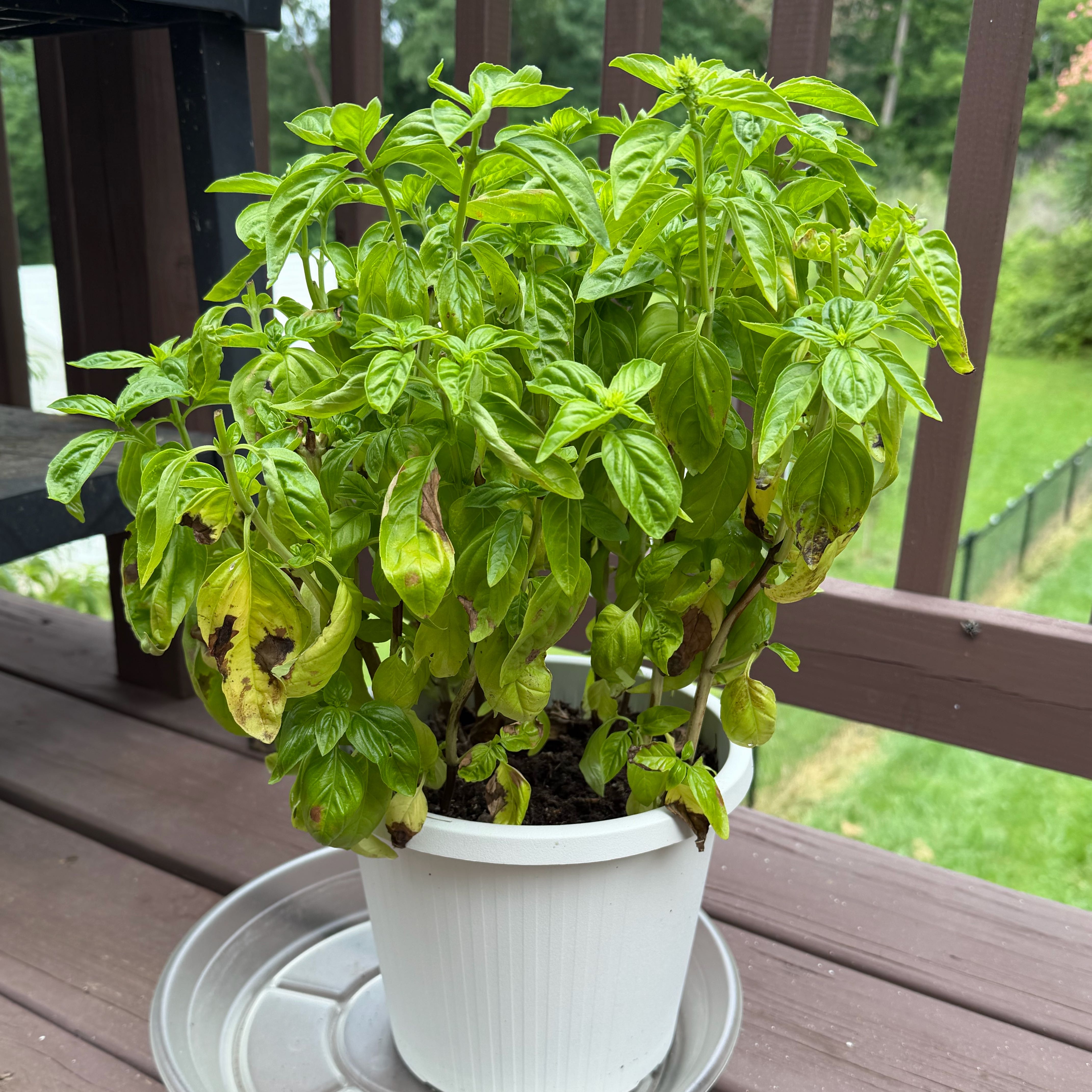 Photo of the plant species Genovese Basil by @WittyBoneset27 named Pesto Escobar on Greg, the plant care app