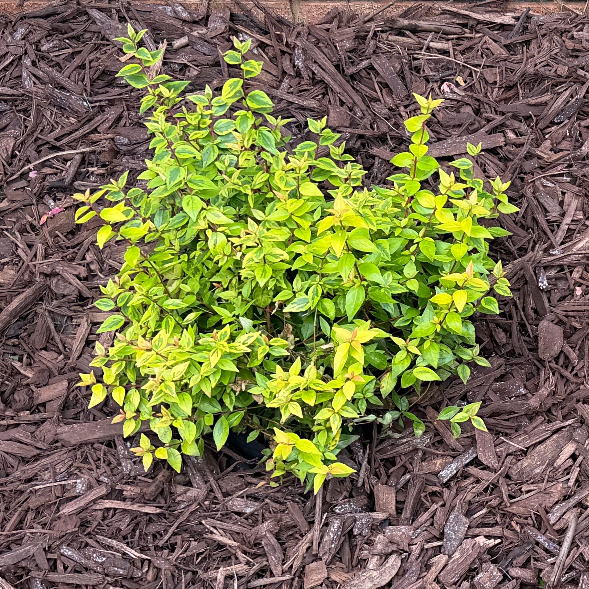 Photo of the plant species Abelia 'Kaleidoscope' by @WittyBoneset27 named Shrubarb Streisand on Greg, the plant care app