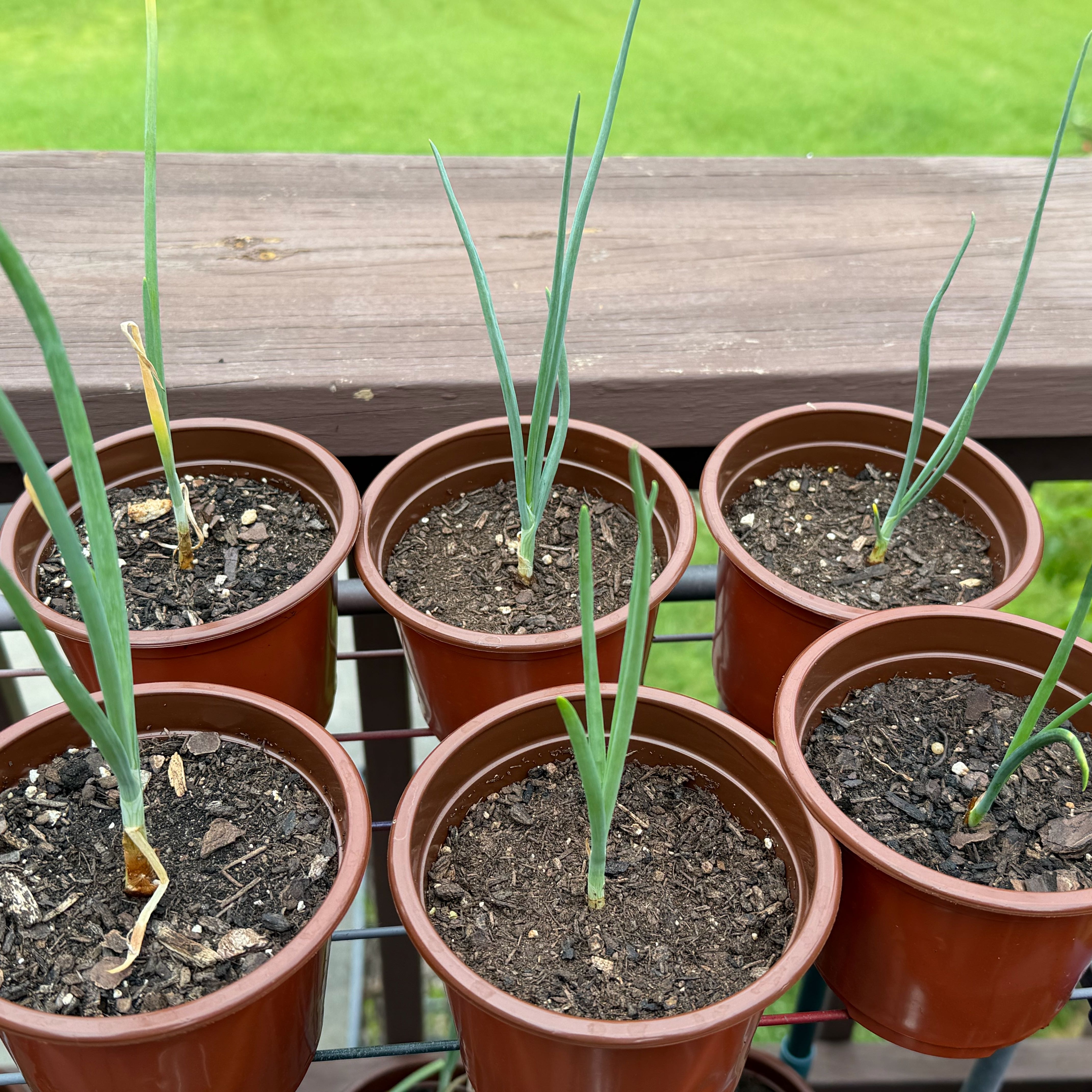 Photo of the plant species Sweet Onion by @WittyBoneset27 named Cryan Reynolds on Greg, the plant care app