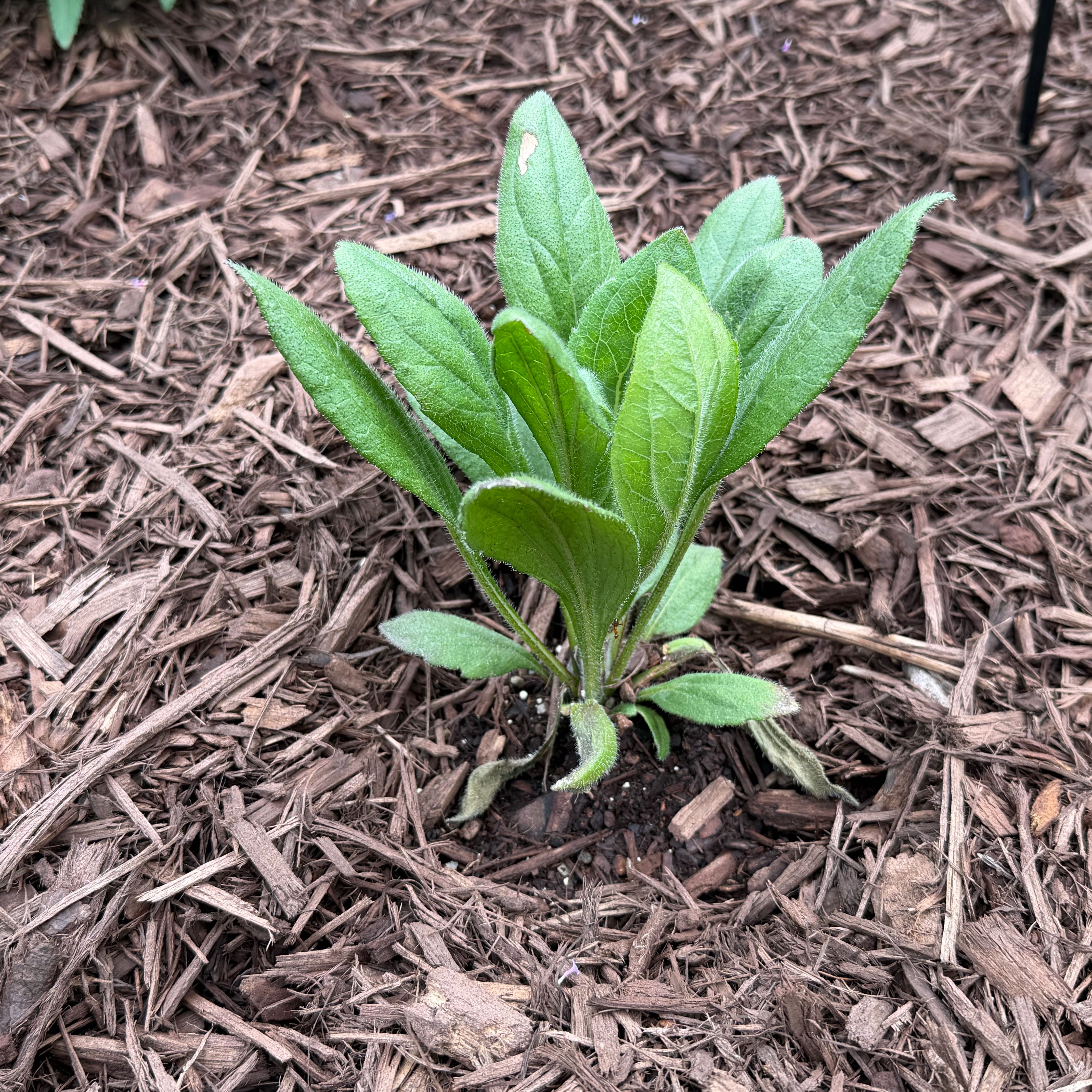 Photo of the plant species Blackeyed Susan by @WittyBoneset27 named Winifred Susanderson on Greg, the plant care app