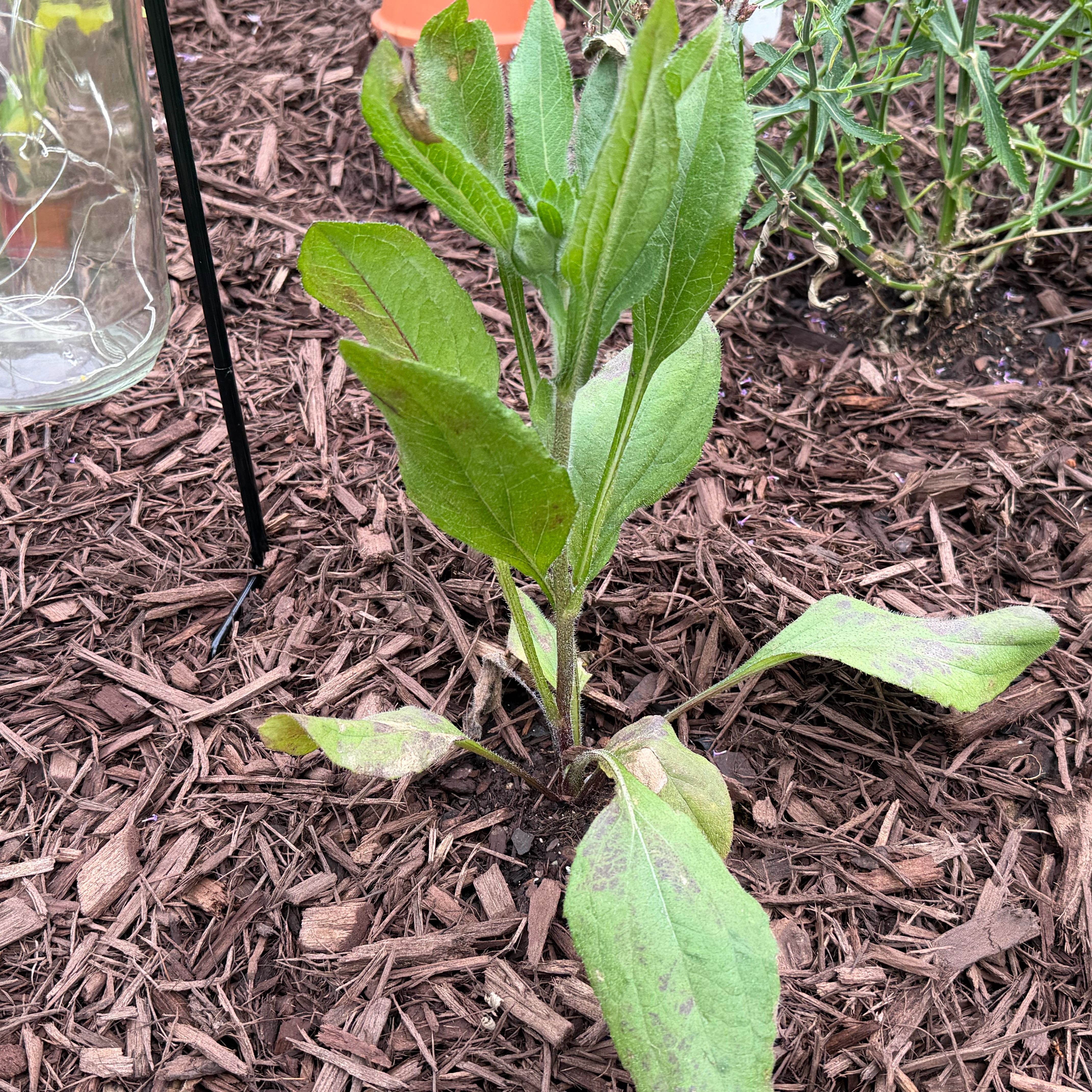 Photo of the plant species Rudbeckia 'Indian Summer' by @WittyBoneset27 named Mary Susanderson on Greg, the plant care app