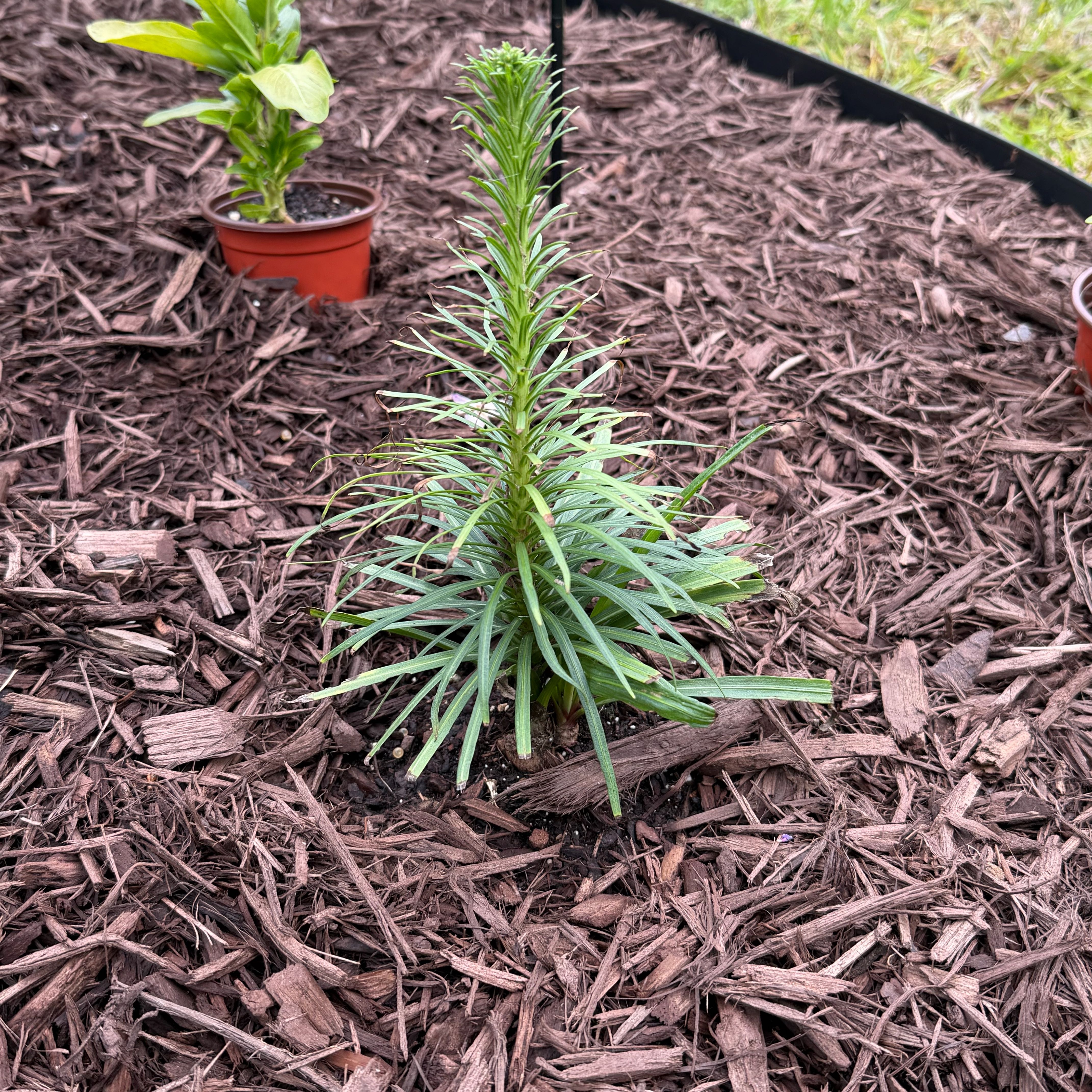 Photo of the plant species Blazing Star by @WittyBoneset27 named Blaze Ventura on Greg, the plant care app