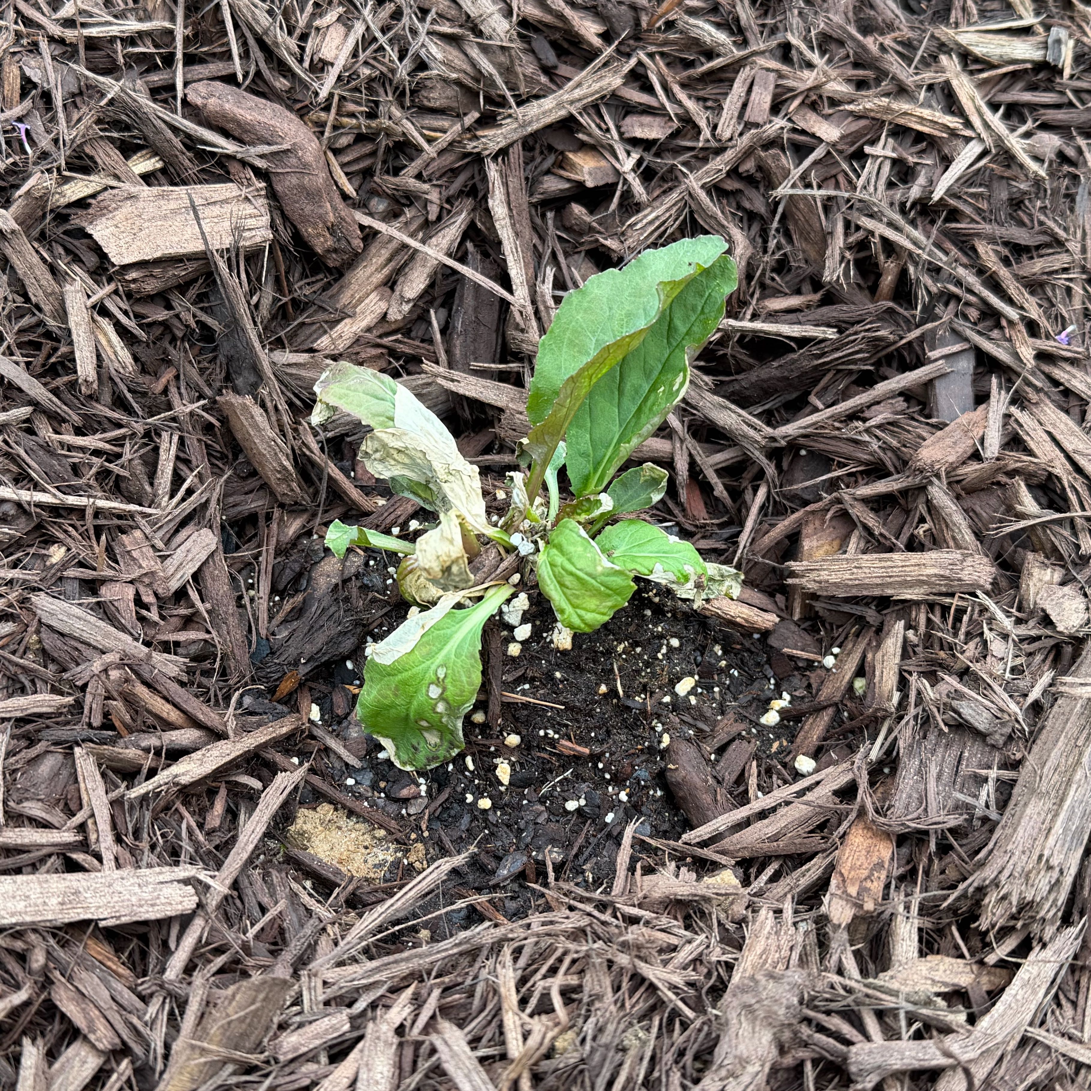 Photo of the plant species Cardinal Flower by @WittyBoneset27 named Cardibloom on Greg, the plant care app