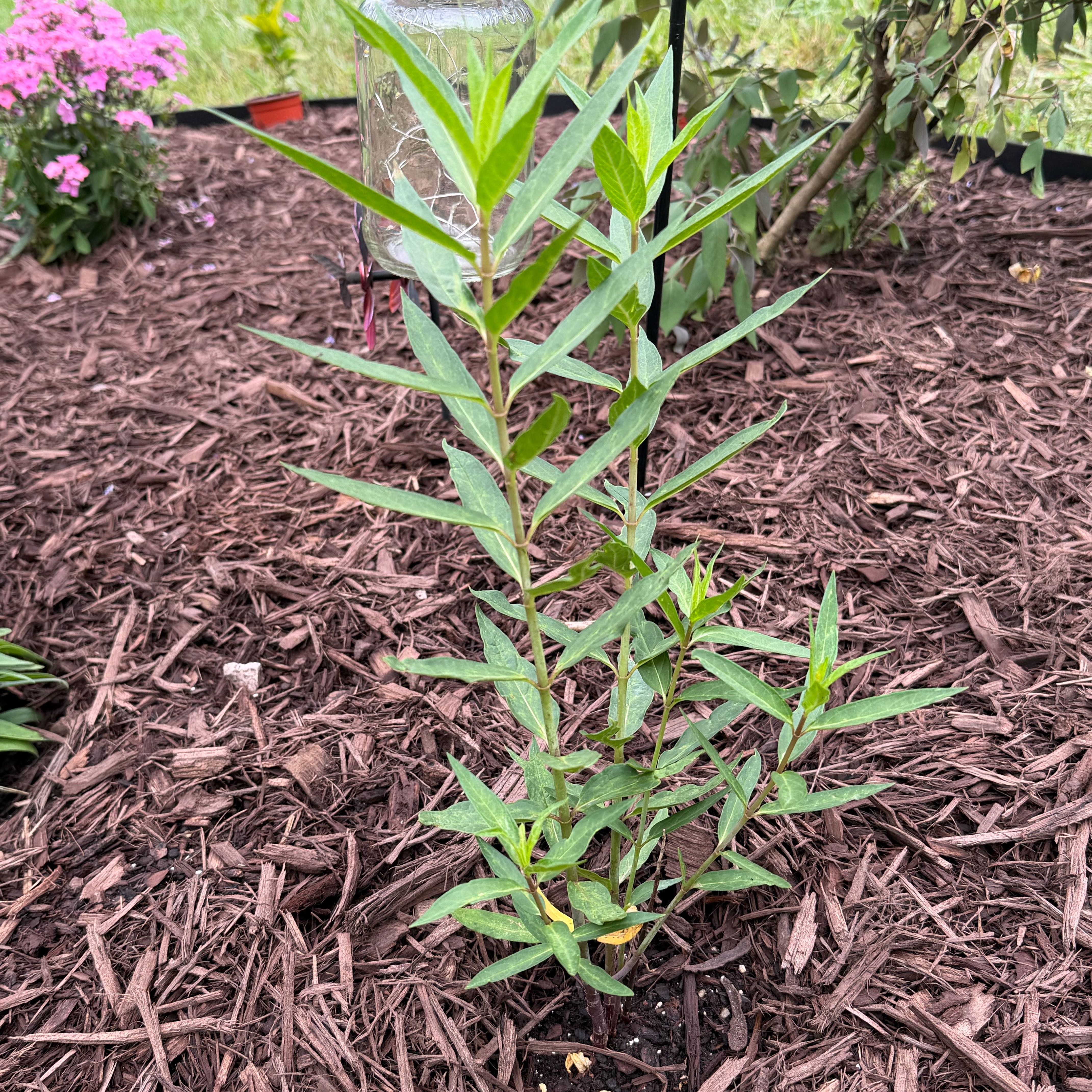 Photo of the plant species Swamp Milkweed by @WittyBoneset27 named Monarch Freeman on Greg, the plant care app