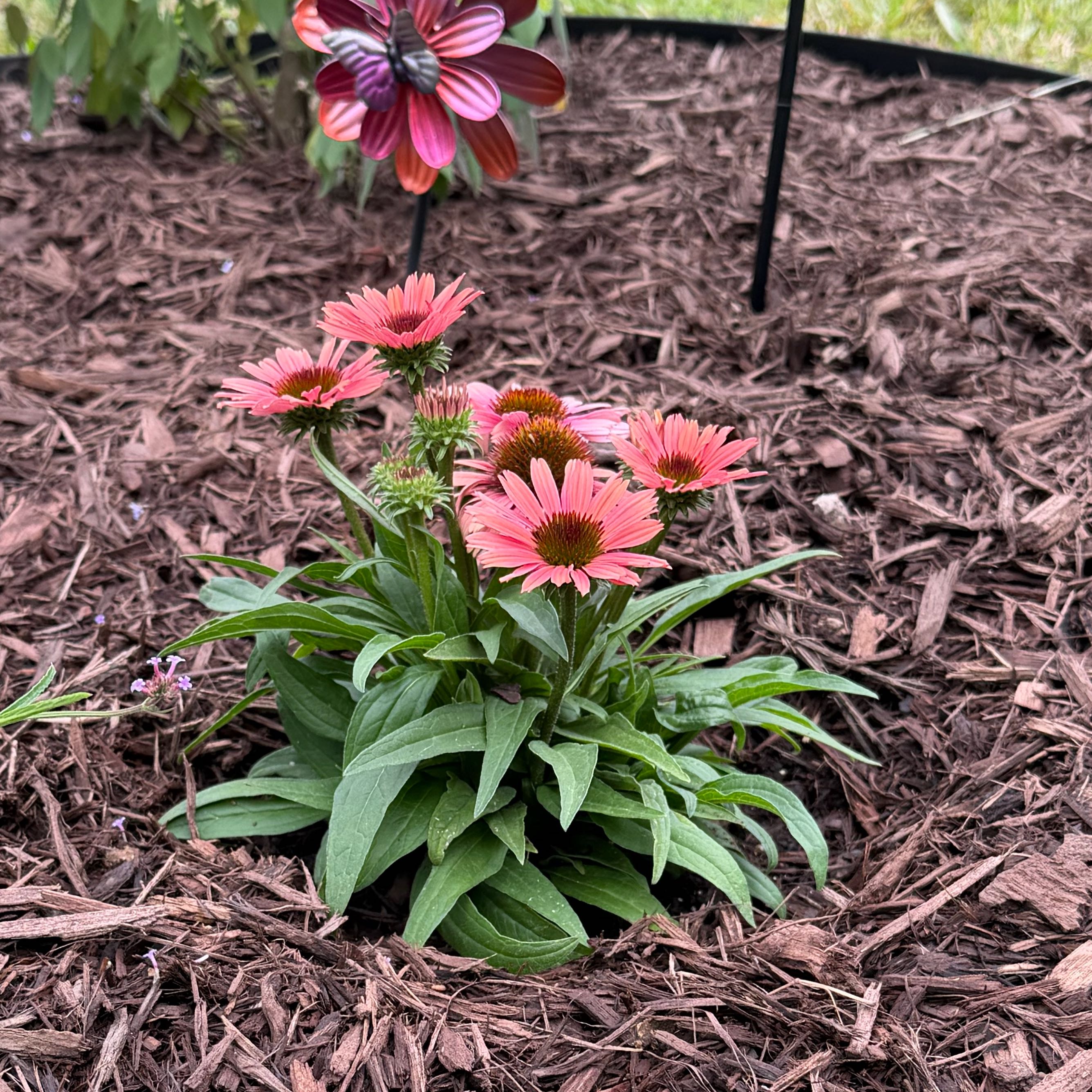 Photo of the plant species Sunseekers Orange Coneflower by @WittyBoneset27 named Coney Stark on Greg, the plant care app
