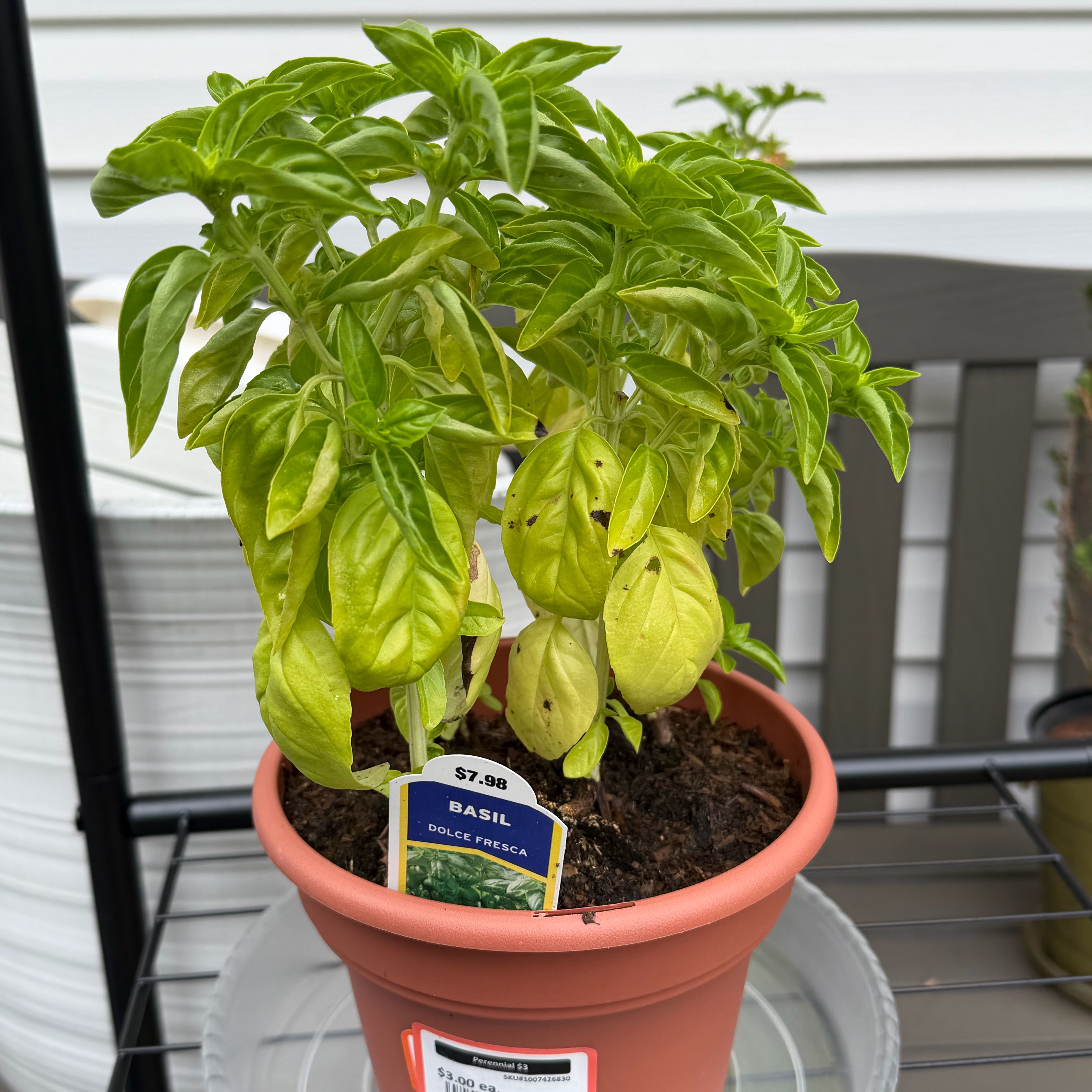 Photo of the plant species basil genovese by @WittyBoneset27 named Pestopher Walken on Greg, the plant care app