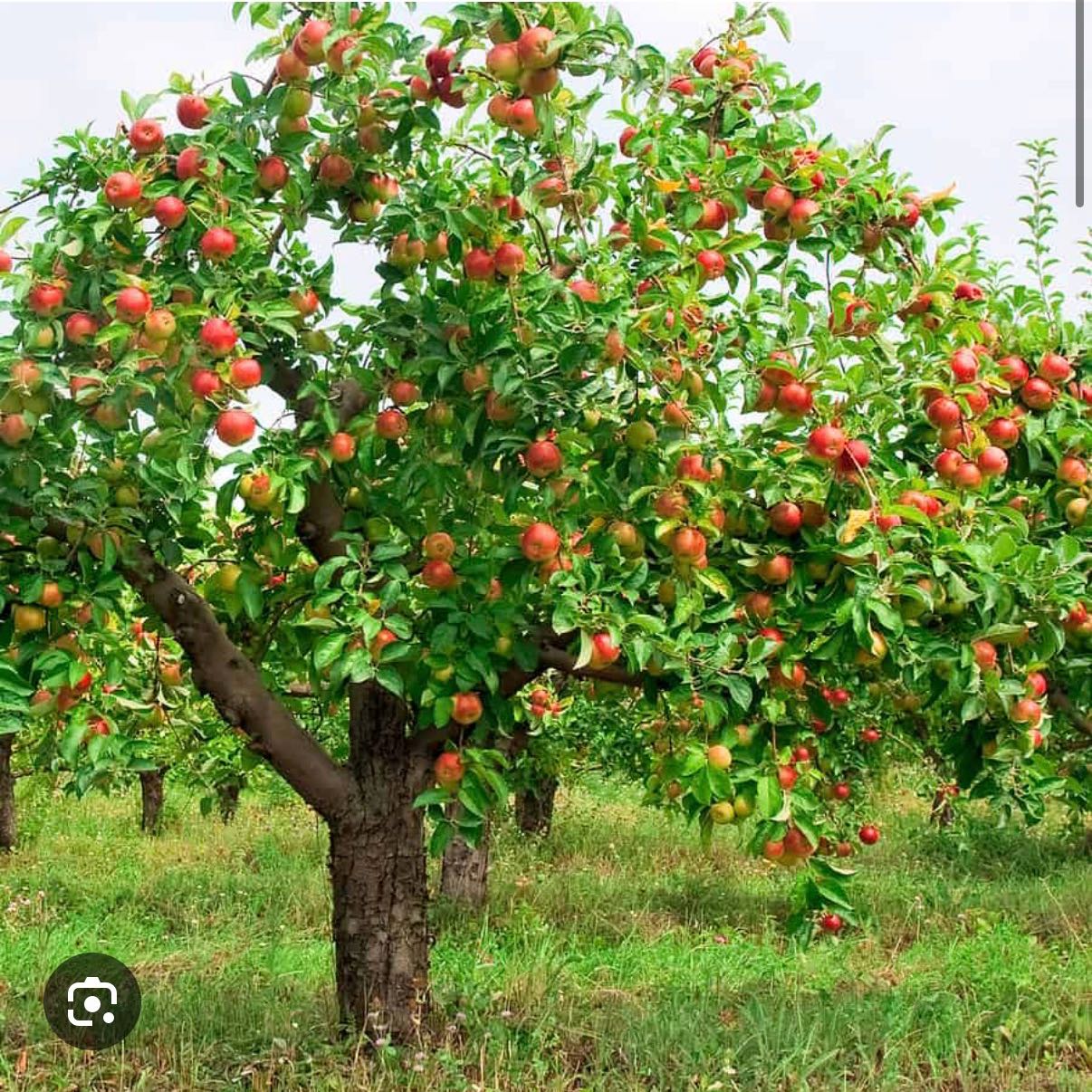 Photo of the plant species Apple by @WittyBoneset27 named Crisp Pratt on Greg, the plant care app