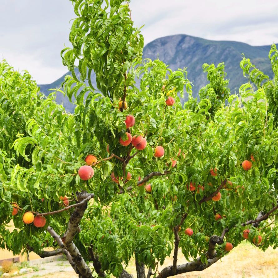 Photo of the plant species Peach Tree by @WittyBoneset27 named Fuzz Aldrin on Greg, the plant care app