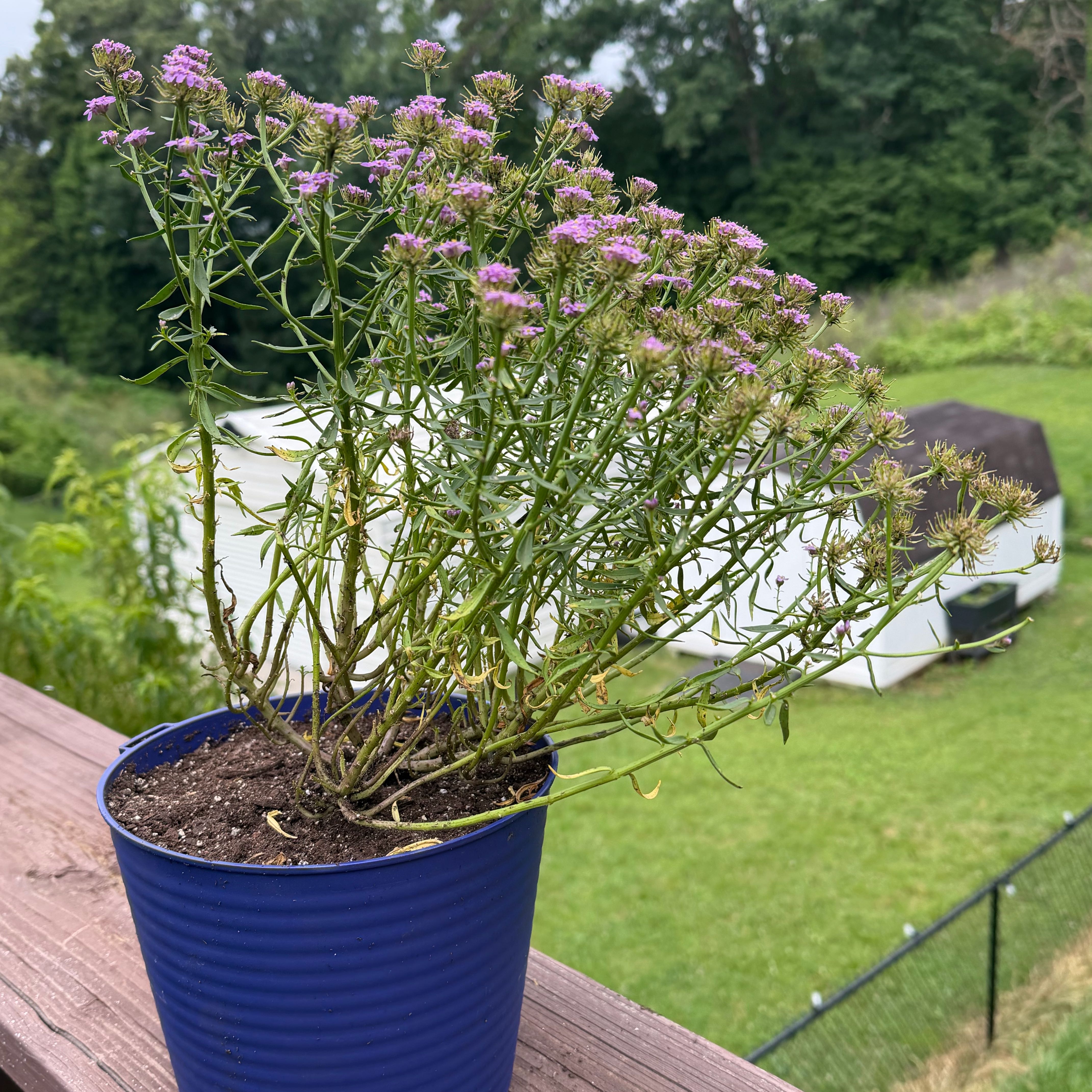 Photo of the plant species Iberis 'Mermaid Lavender' by @WittyBoneset27 named Shellvis Presley on Greg, the plant care app