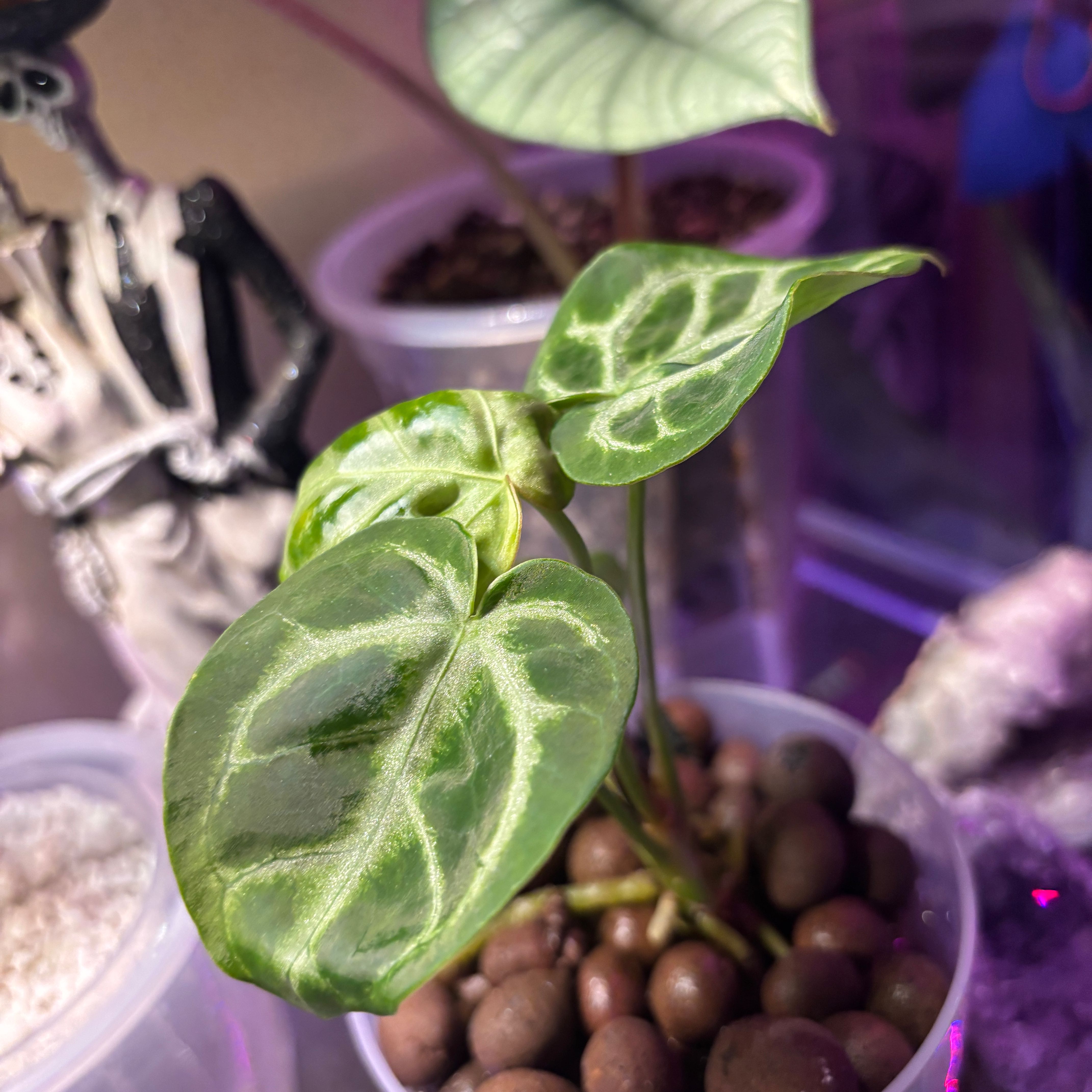 Photo of the plant species Silver Blush by @HotDuranta36 named Khaleesi on Greg, the plant care app