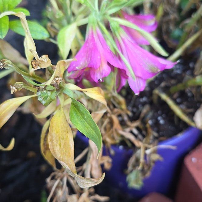 Photo of the plant species Peruvian-Lily by @StrappingPuka58 named Lola on Greg, the plant care app