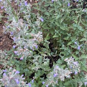 Photo of the plant species Lesser Calamint by @SmileyRimu named Zion on Greg, the plant care app