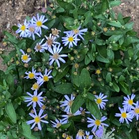 Photo of the plant species Michaelmas Daisy by @SmileyRimu named Sol on Greg, the plant care app
