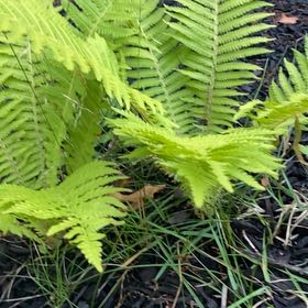 Photo of the plant species Matteuccia by @SmileyRimu named Madonna on Greg, the plant care app