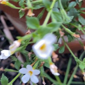 Photo of the plant species Nemesia Fruiticans by @SmileyRimu named Darwin on Greg, the plant care app