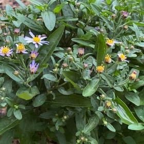 Photo of the plant species Michaelmas Daisy by @SmileyRimu named Girlfrond on Greg, the plant care app