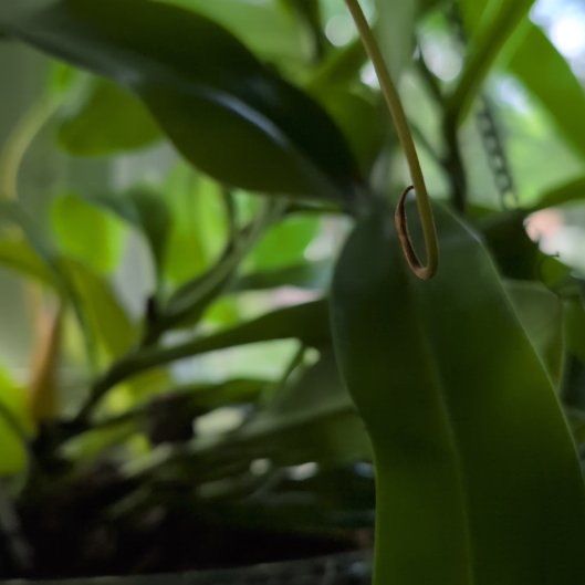 Photo of the plant species Common Swamp Pitcher-Plant by @WinTutsan57 named Birtha on Greg, the plant care app