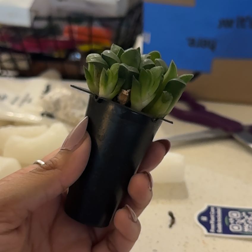 Photo of the plant species succulent by @WillDropwort4 named Athena on Greg, the plant care app