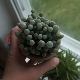 Photo of the plant species Baby Toes by @ComicLippia44 named Homer on Greg, the plant care app