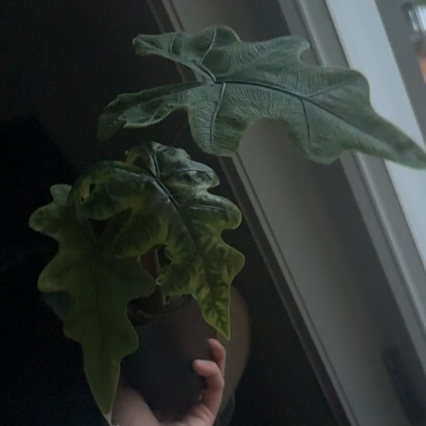 Photo of the plant species Alocasia 'Jacklyn' by @ComicLippia44 named James Dean on Greg, the plant care app