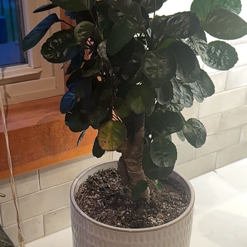 Photo of the plant species Aralia Fabian by @ComicLippia44 named Captain Plant-it on Greg, the plant care app