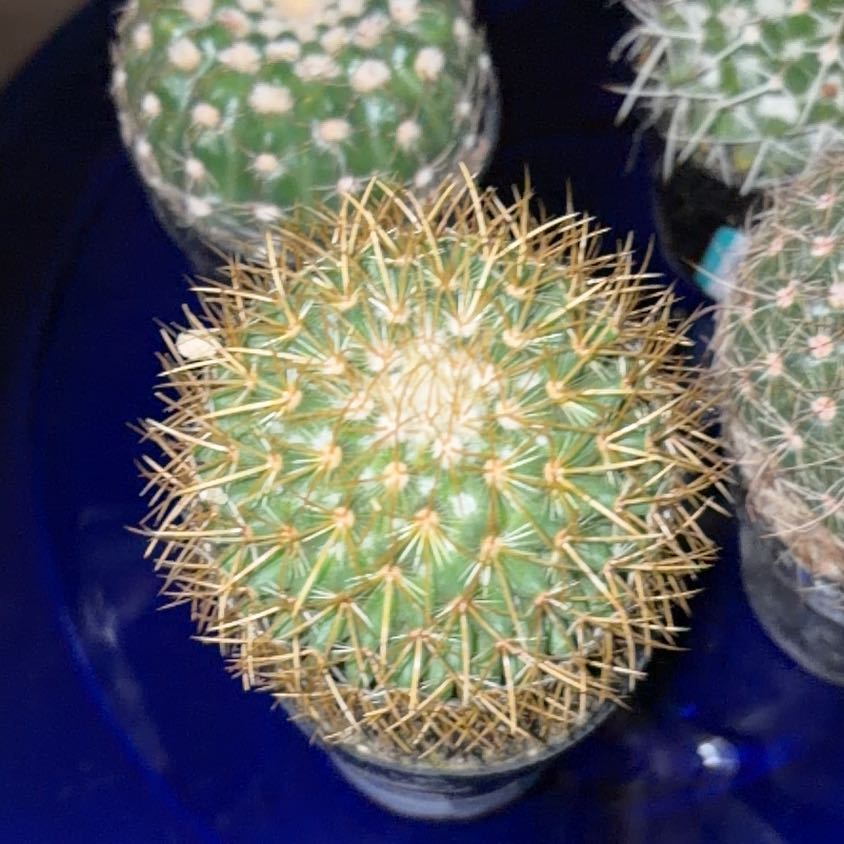 Photo of the plant species Rainbow Pincushion by @StableMarimo18 named Bella on Greg, the plant care app