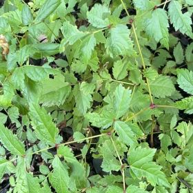 Photo of the plant species Golden Rain Tree by @WiseChaya77 named Denali on Greg, the plant care app