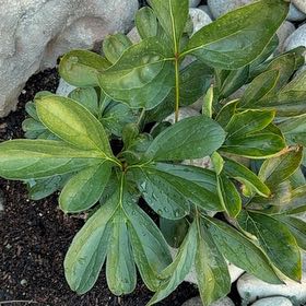 Photo of the plant species Common Peony by @HotTeatree46 named Figyonce on Greg, the plant care app