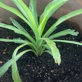 Photo of the plant species Blue Lily by @UnspoiltPilea14 named Hemingway on Greg, the plant care app