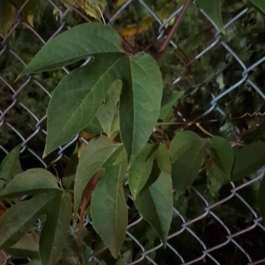 Photo of the plant species Maypop by @SportyRedmint0 named Apollo on Greg, the plant care app
