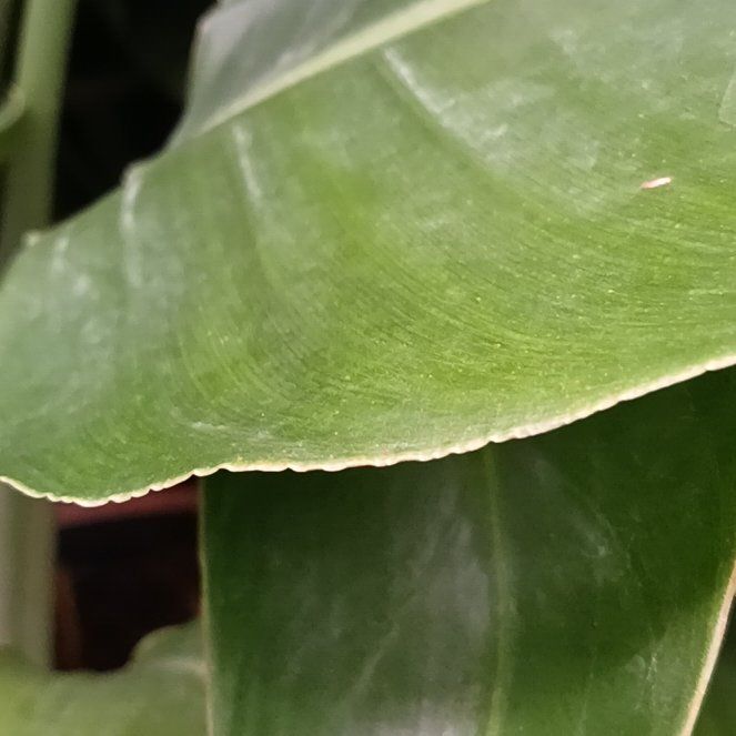 Photo of the plant species Green Arrow-Arum by @ProfuseKowhai13 named Elina on Greg, the plant care app