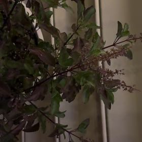 Photo of the plant species Holy Basil (Tulsi) by @RomanticAjwain named Marley on Greg, the plant care app