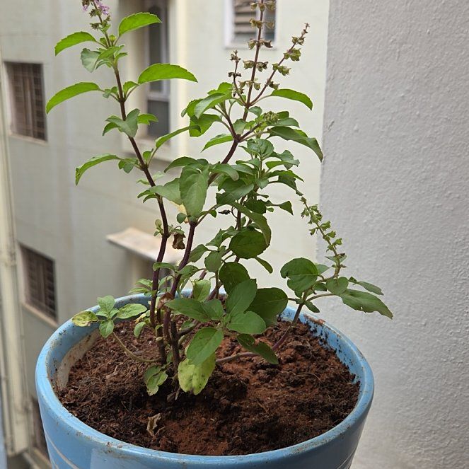 Photo of the plant species Holy Basil (Tulsi) by @GladSarcodes77 named Athena on Greg, the plant care app