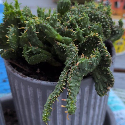 Photo of the plant species Medusa's Head by @FamedOrchids91 named Aunty Em on Greg, the plant care app