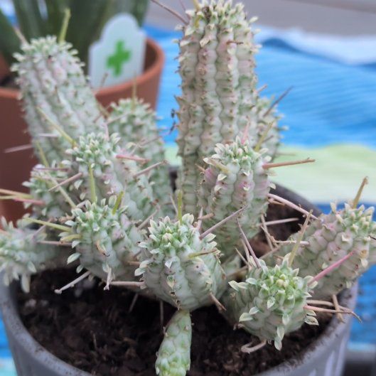Photo of the plant species Variegated Corncob Cactus by @FamedOrchids91 named Cob on Greg, the plant care app