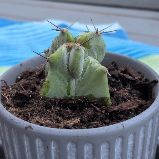 Photo of the plant species Gray Ghost Organ Pipe by @FamedOrchids91 named Boo on Greg, the plant care app
