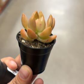Photo of the plant species Asst Cactus And Succulent by @SirPitayita11 named Gomez on Greg, the plant care app