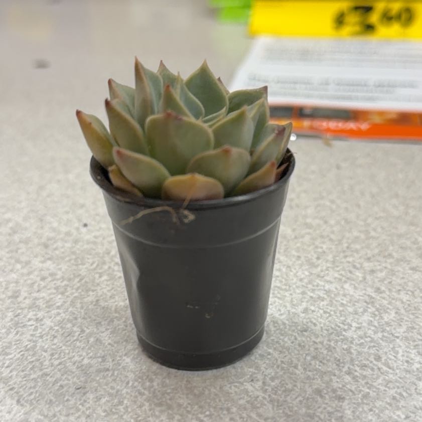Photo of the plant species Asst Cactus And Succulent by @SirPitayita11 named Leonardo on Greg, the plant care app