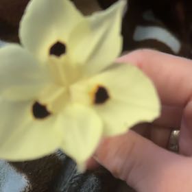 Photo of the plant species African Lily by @BigwigIvy97 named Bella on Greg, the plant care app