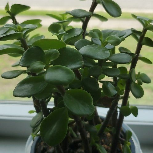 Daphne