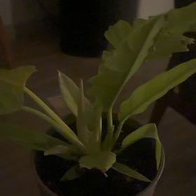 Photo of the plant species Golden Crocodile by @SuperbBlue76 named Gates on Greg, the plant care app