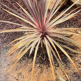 Photo of the plant species Our Lord's Candle by @AvidPaparazzi44 named Diana on Greg, the plant care app