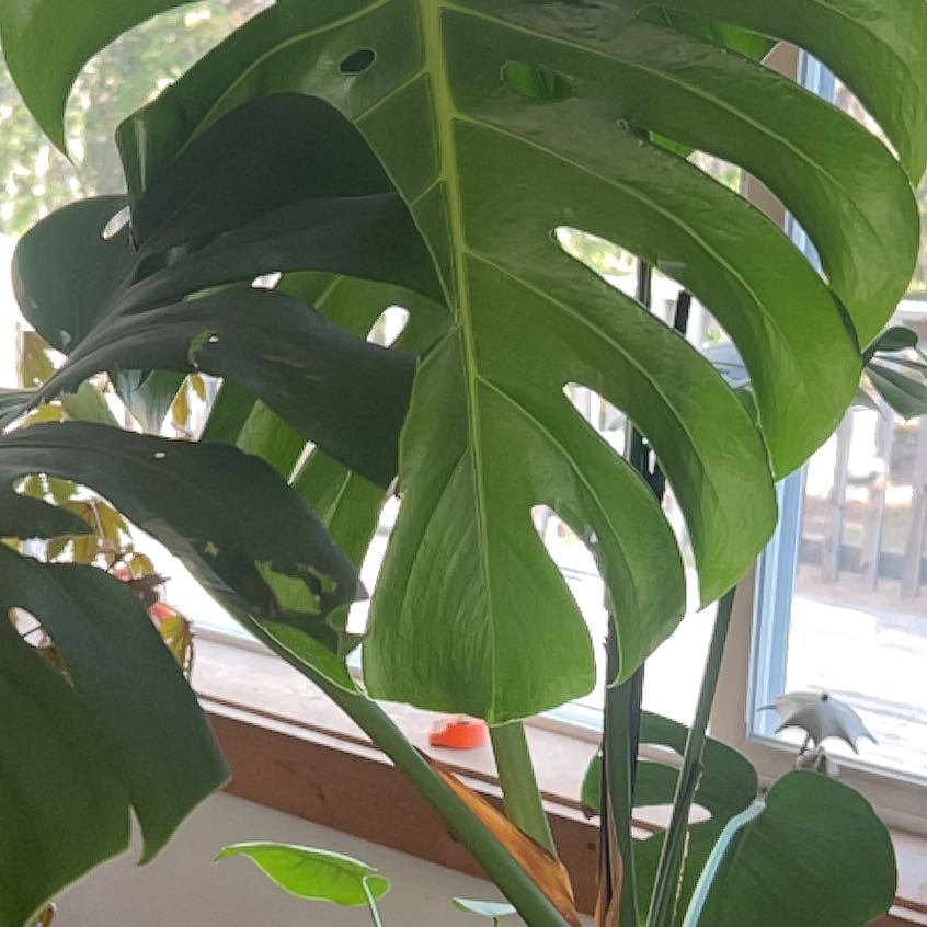 Photo of the plant species Fishtail Palm by @GoodyPeyote64 named Rosa on Greg, the plant care app
