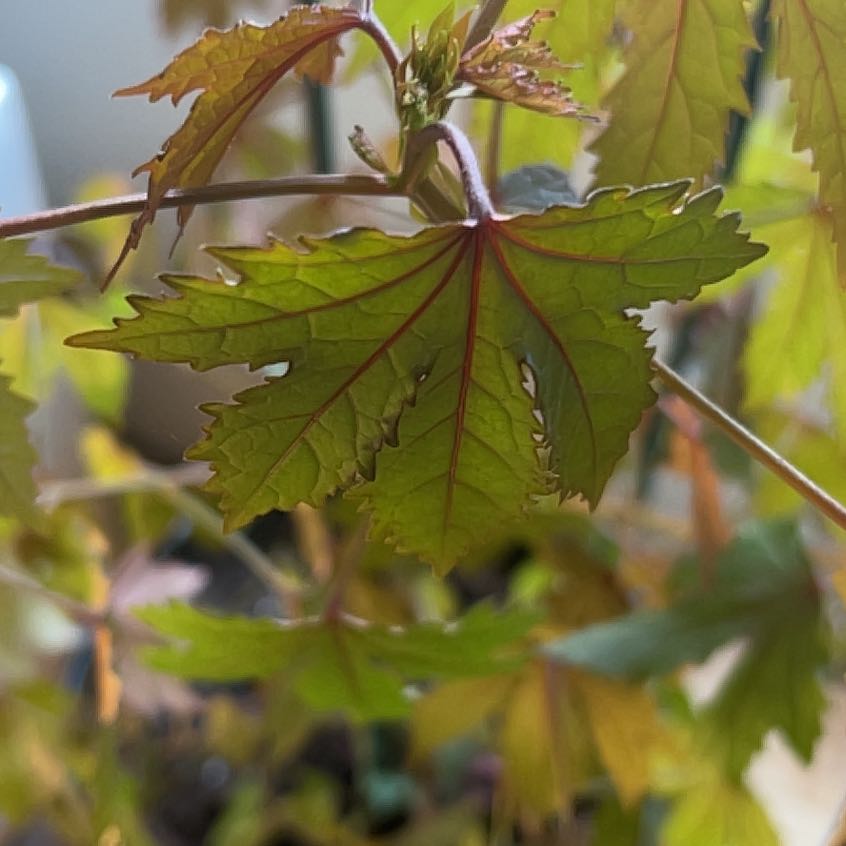 Photo of the plant species Ricinus Communis by @GoodyPeyote64 named Delilah on Greg, the plant care app