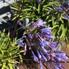 Photo of the plant species Blue Lily by @GoodyPeyote64 named Denali on Greg, the plant care app