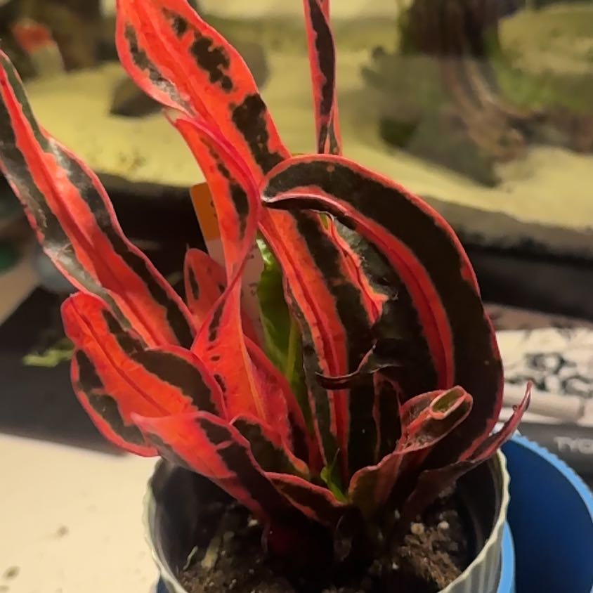 Photo of the plant species Mammy Croton by @AceMum24 named Saratoga🔥 on Greg, the plant care app