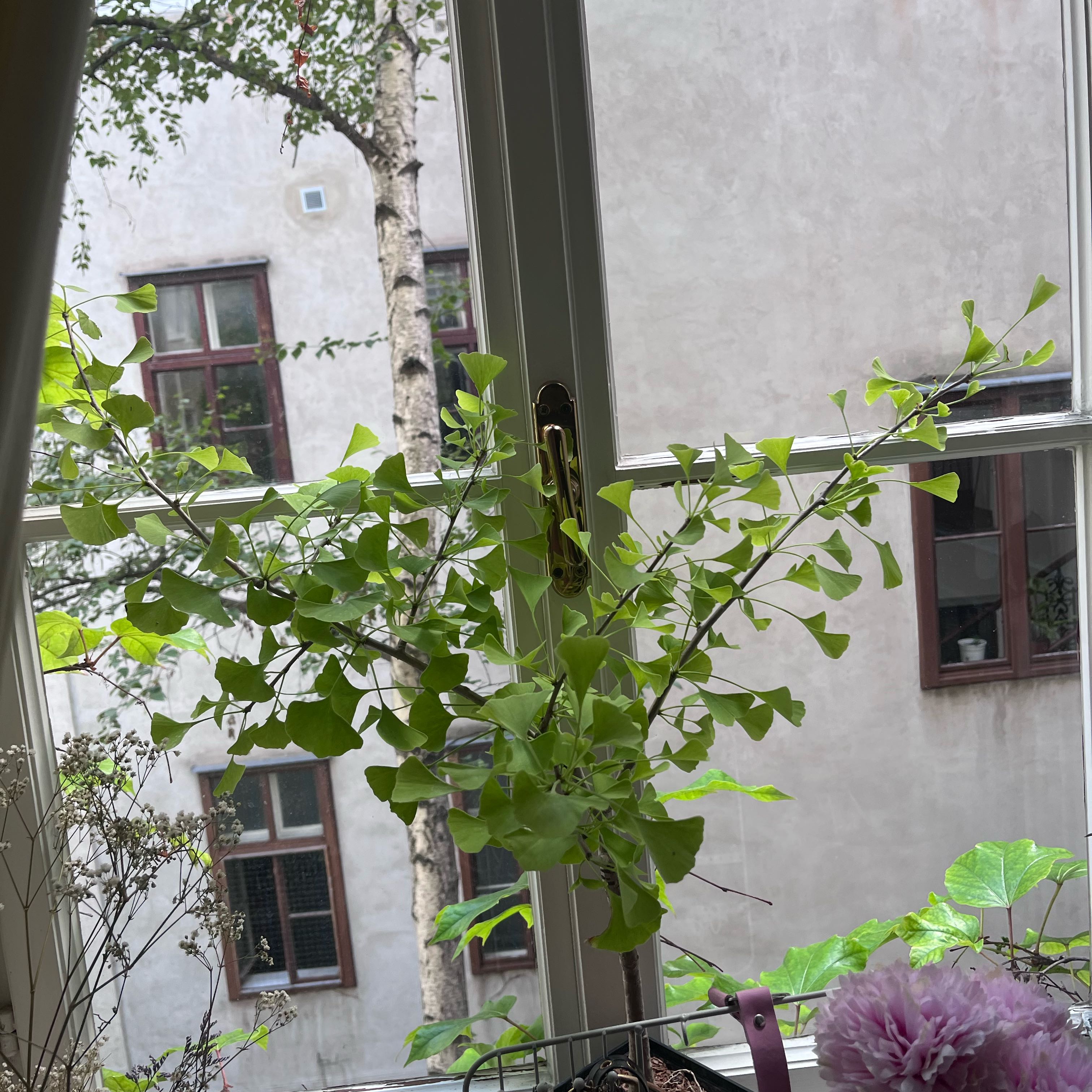 Photo of the plant species Ginkgo Tree by @IdealCosmo1 named Bruce Lee on Greg, the plant care app