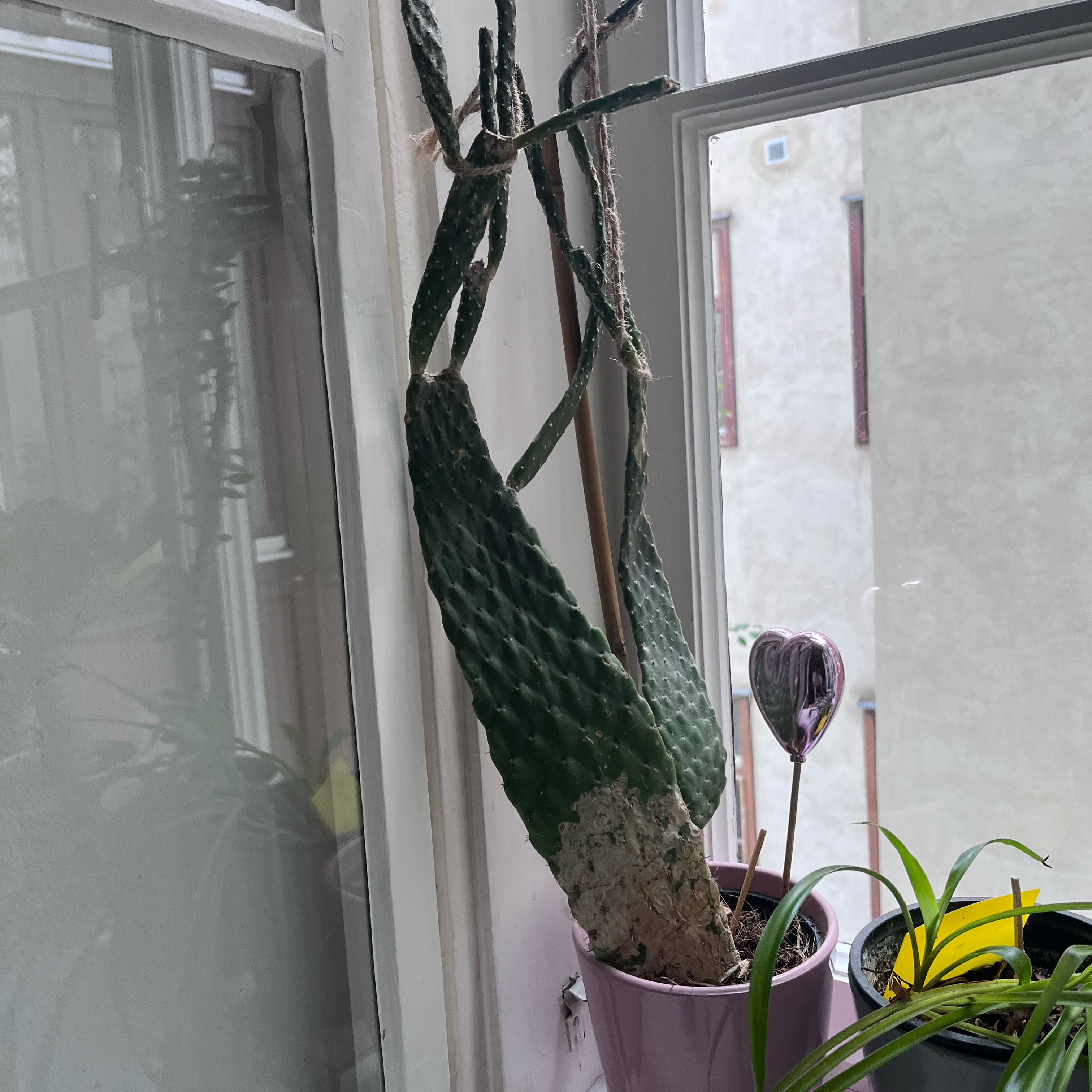 Photo of the plant species Woolyjoint Prickly Pear by @IdealCosmo1 named Dolores on Greg, the plant care app