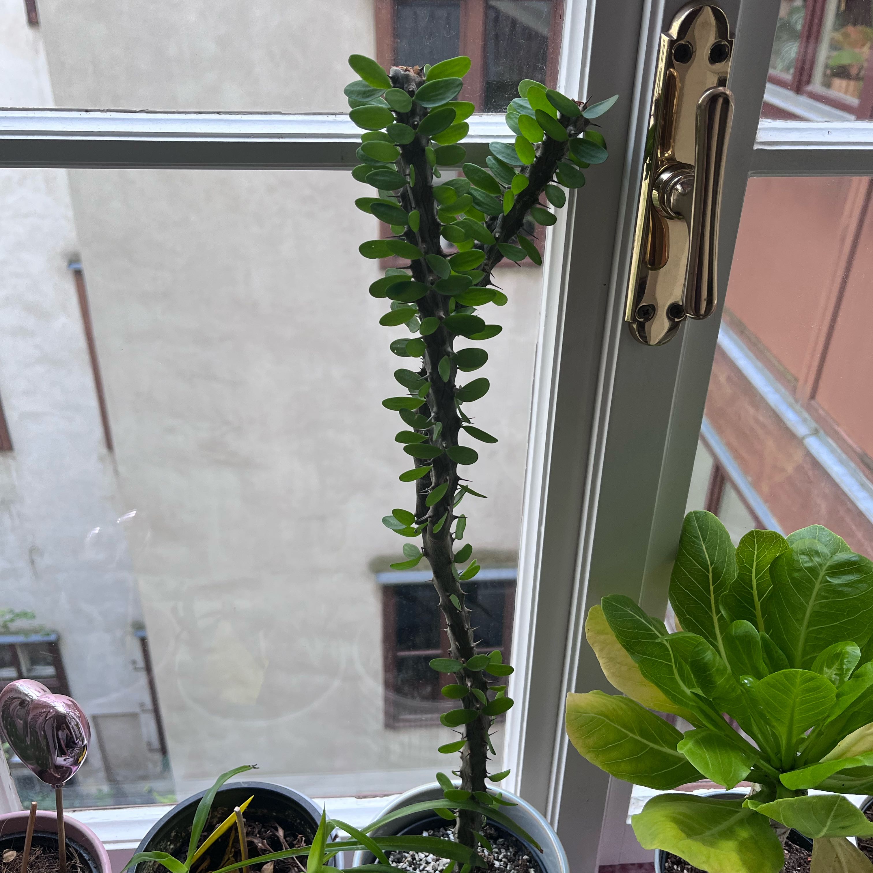Photo of the plant species Madagascar Ocotillo by @IdealCosmo1 named Remington on Greg, the plant care app