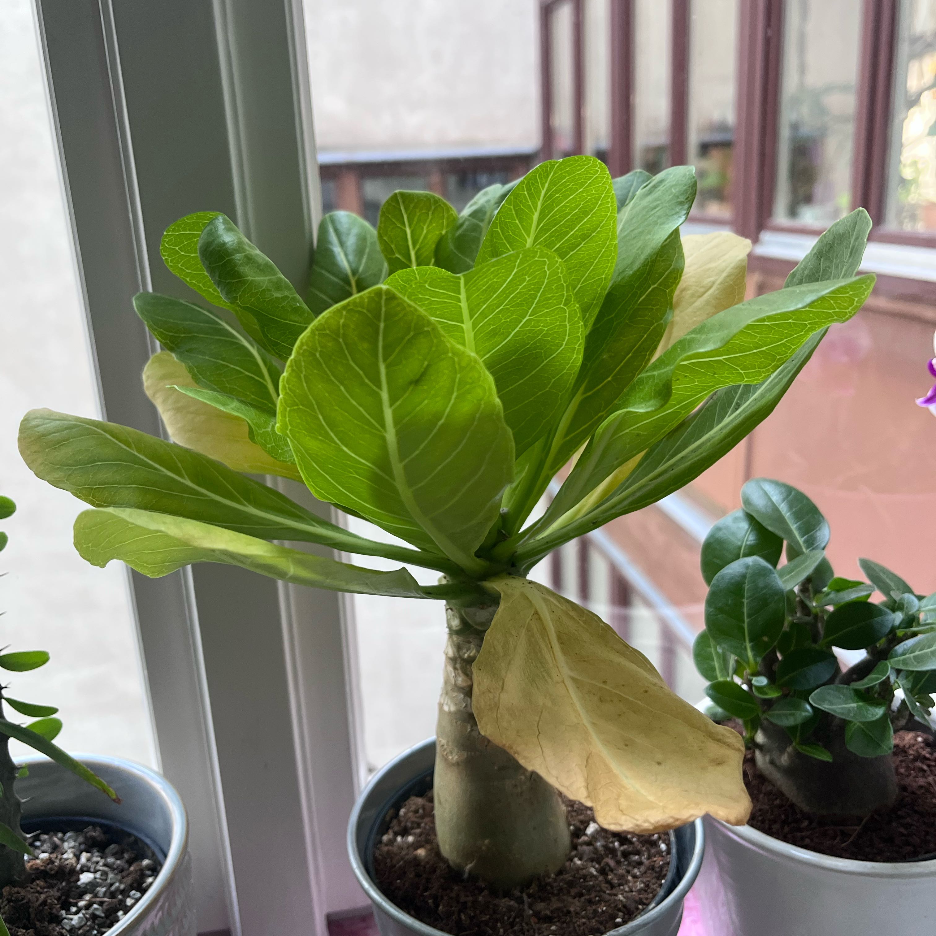 Photo of the plant species Hawaiian Palm by @IdealCosmo1 named Khaleesi on Greg, the plant care app